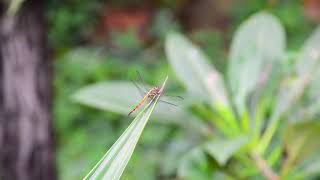 Dragonfly On Leaf - Royalty Free Stock Footage screenshot 5