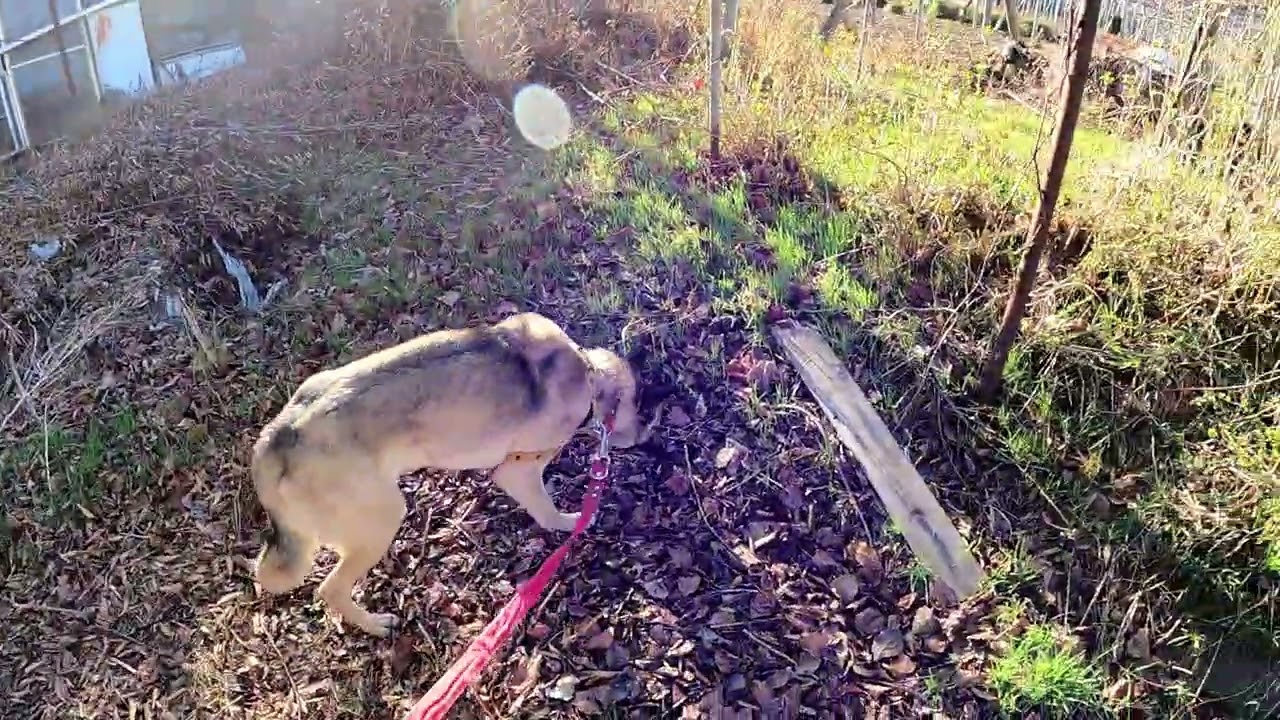 ぶどう畑を回る　②　2026年3月8日　風が冷たく寒い　冬に逆戻り　今日も元気に畑を回る