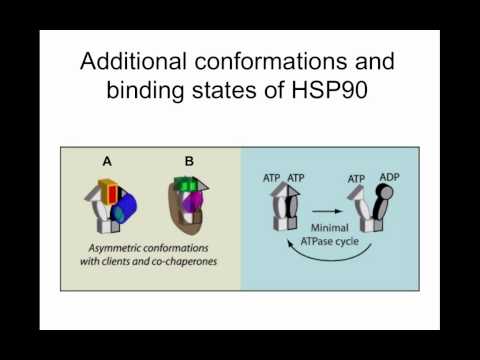 Video: Endotel-mesenkymal Overgangsseler Utnytter HSP90a-sekreterende M2-makrofager For å Forverre Bukspyttkjertelen Adenokarsinom