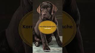 Korrekte Aussprache Von Hunderassen