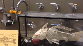 Bony fish skeleton