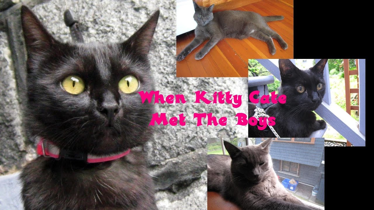 When Kitty Cate Met The Boys