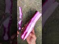🌱🔪 Smooth Peeling of Purple Yam Using Curved Knife