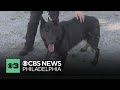 Pennsylvania SPCA has 10 former military and police dogs who need new homes