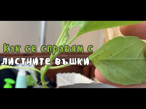 Видео: Топлолюбива обикновена зърнена листна въшка