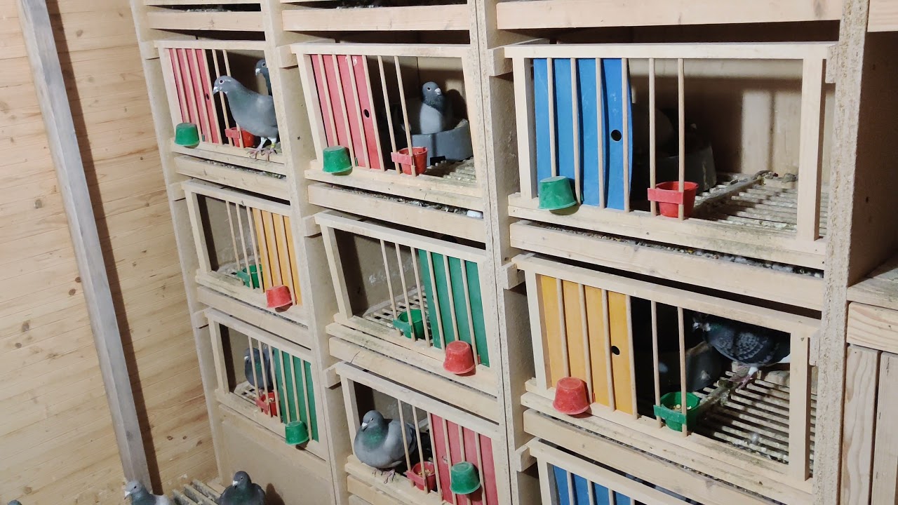 Sezonul de reproducție iarna cu bune si cu rele...