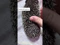 Do hedgehog quils hurt ?