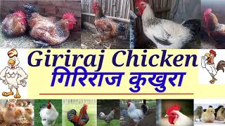 Giriraja Chicken !!! Best Chicken Breed !! गिरिराज कुखुराका चल्ला तथा भाले ।।।