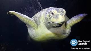 World Turtle Day 2017