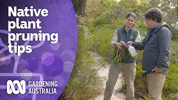 How to prune natives and why you should be doing it | Australian native plants | Gardening Australia