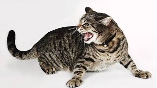 Cat Sound | Cat voice | Cats meowing to attract Kittens