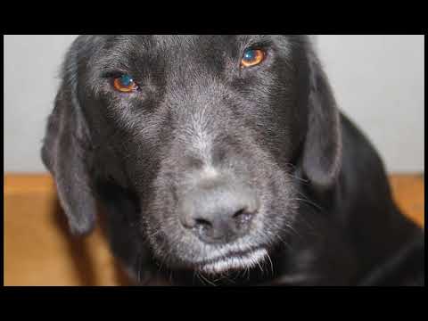 ,,იღბლიანი\" ფინია სახელად ჩორნა