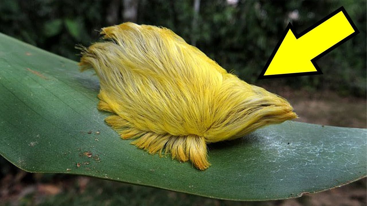 Veja O Video 6 Lagartas Mais Perigosas Do Mundo Em Tempo
