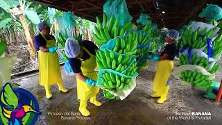 Proceso del Banano en Ecuador / Banana Process in Ecuador