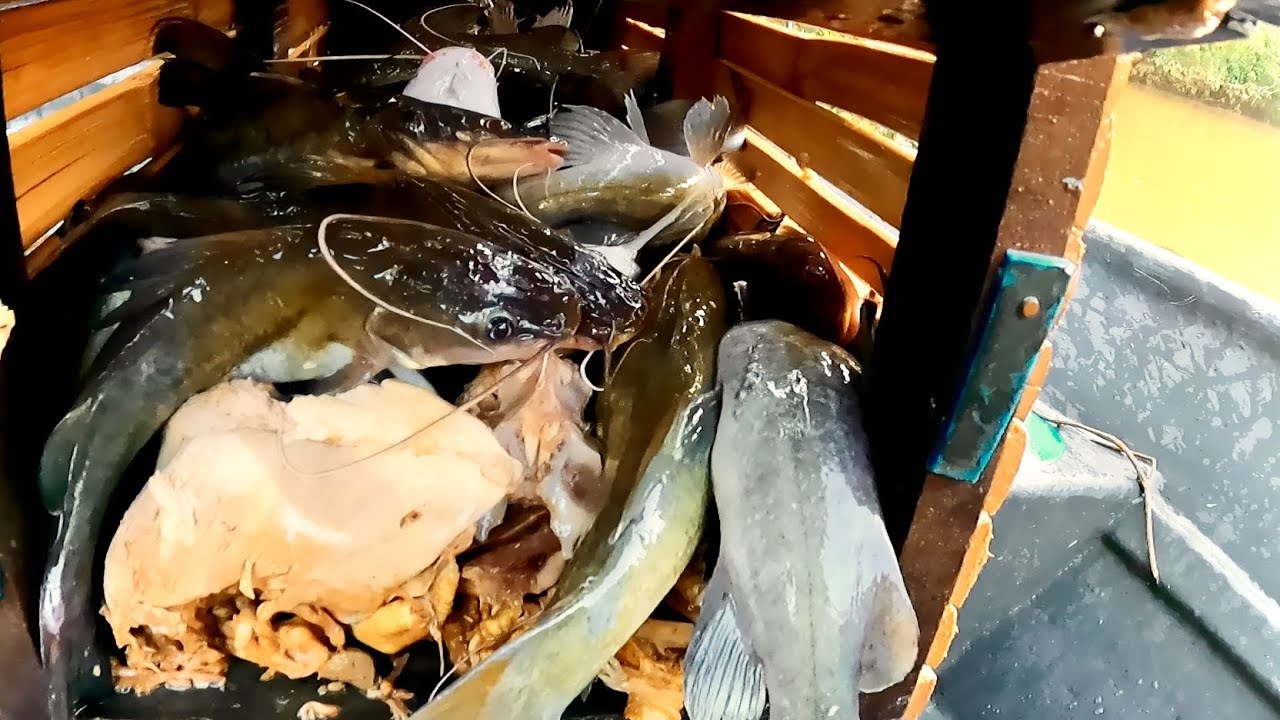 membubu ikan baung sungai diawal musim #eps300