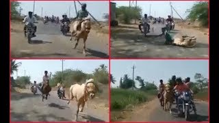 Fall from horse and a win in race gallop Belagavi boy to stardom by surprising but true 1,735 views 5 years ago 1 minute, 17 seconds