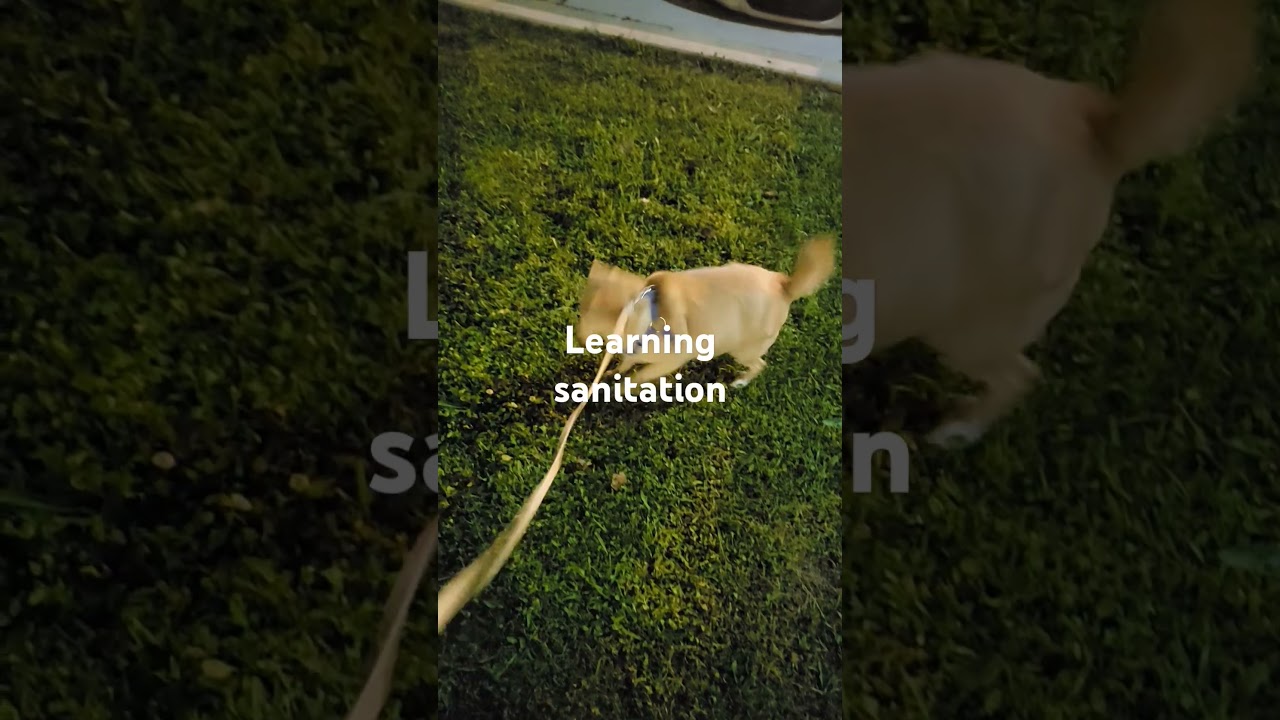 how can corgi dog teach bathroom science 