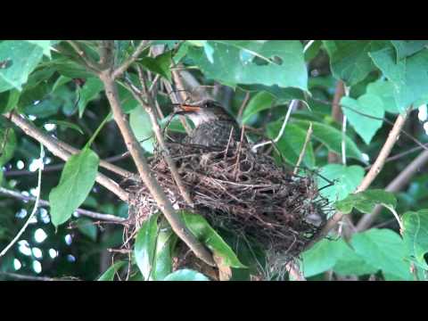 Bringing up a bulbul