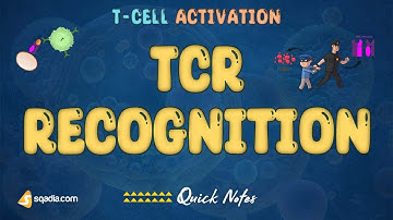 T-Cell Activation | TCR Recognition | T-Cell Receptor | Medical Student Immunology