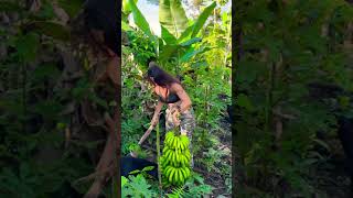 Harvesting Giant Bananas Like Tarzan