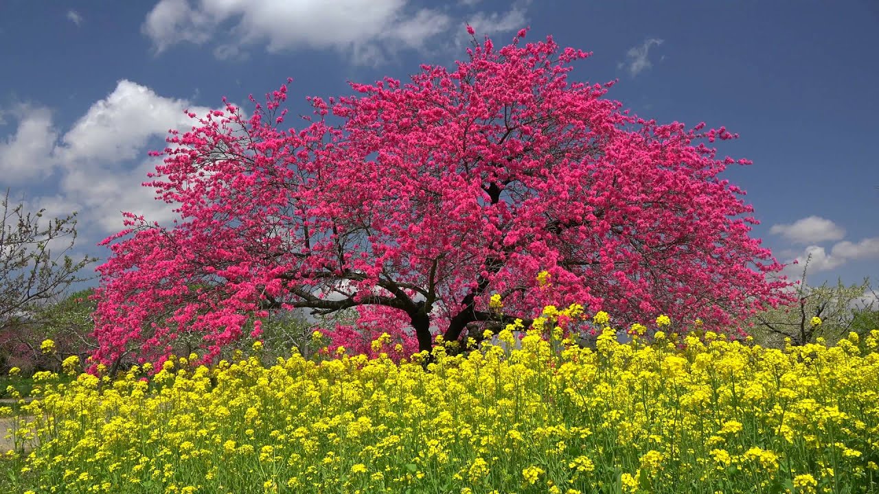 八重桜や花桃が咲き誇る千曲川河川公園 4k撮影 Youtube 八重桜や花桃が咲き誇る千曲川河川公園 4k撮影 Youtube