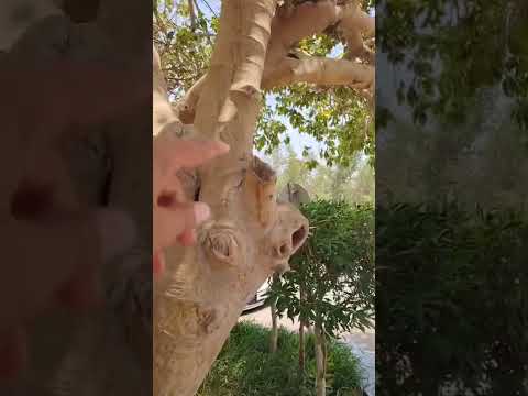 اشجار الضل منها الفكس الاتسما ضل وجمال للتواصل مشتل جدة الزراعيه 0582000034