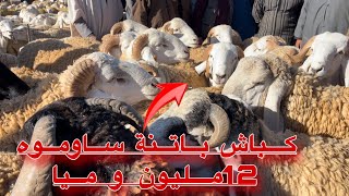 كباش باتنة من سوق السويد ساوموه 12 مليون و ميا جملة تغطية خاصة/ كباش 2024