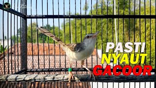 Prenjak Klik Gacor MANTAP Ngebren AMPUH Untuk PANCINGAN/MASTERAN