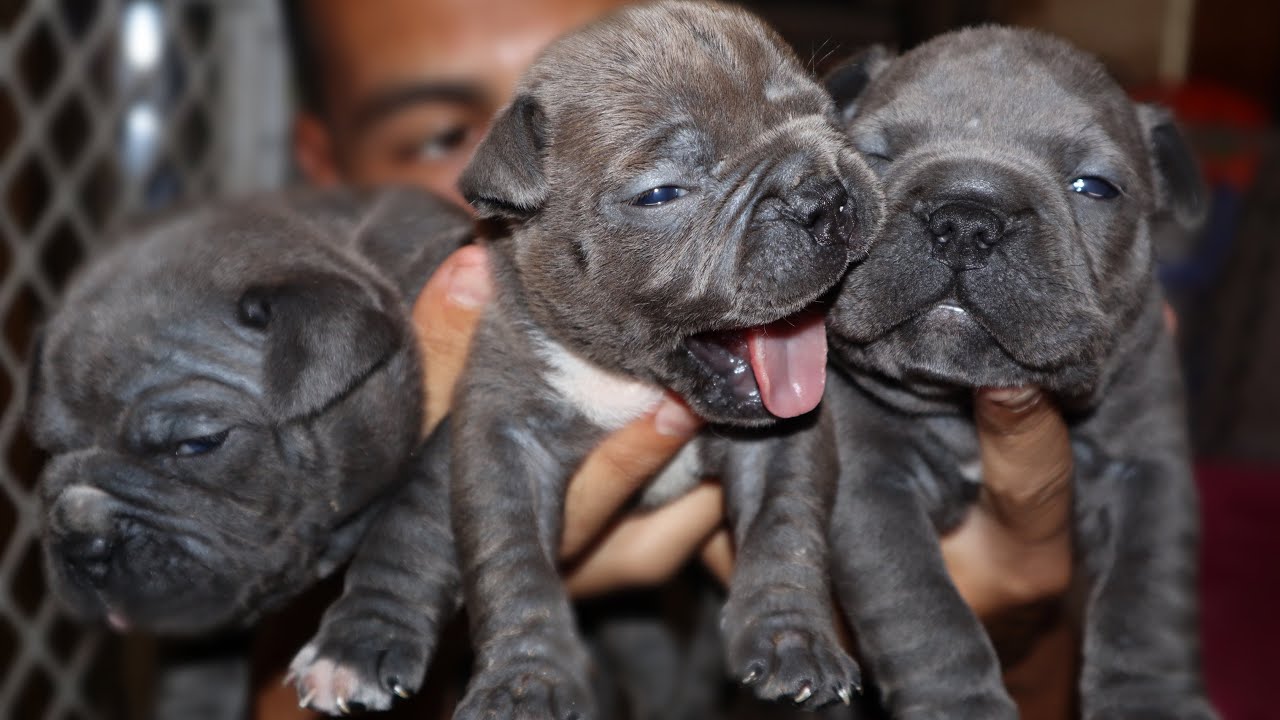 Pitbull Puppy Update How Are They Now Youtube