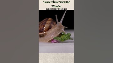 Snail Moving Slowly on a Flower | Peace Music View the Wonder | #shorts