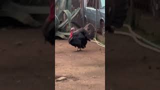 The size of a wild turkey in Georgia kutaisi