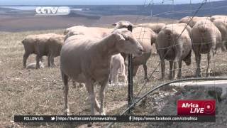 Tough choices in Southern Africa as drought threatens human and animal life