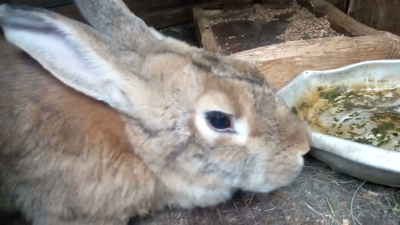 Що стало з моїм хозяйством🤔