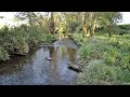 LIVE Woodland Stream & Bird Feeder Cam 🦦 | Otters & Nocturnal Wildlife 🌙 | Tamar Valley UK