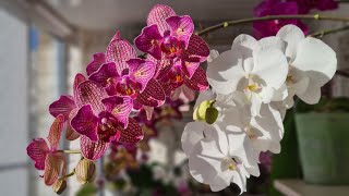картинка: Каскады орхидей🔥 Мои домашние красавицы🤩 Пиниф❤ Вивальди🦋 Калипсо🦋 Полька Дотс👍 Монца🧡