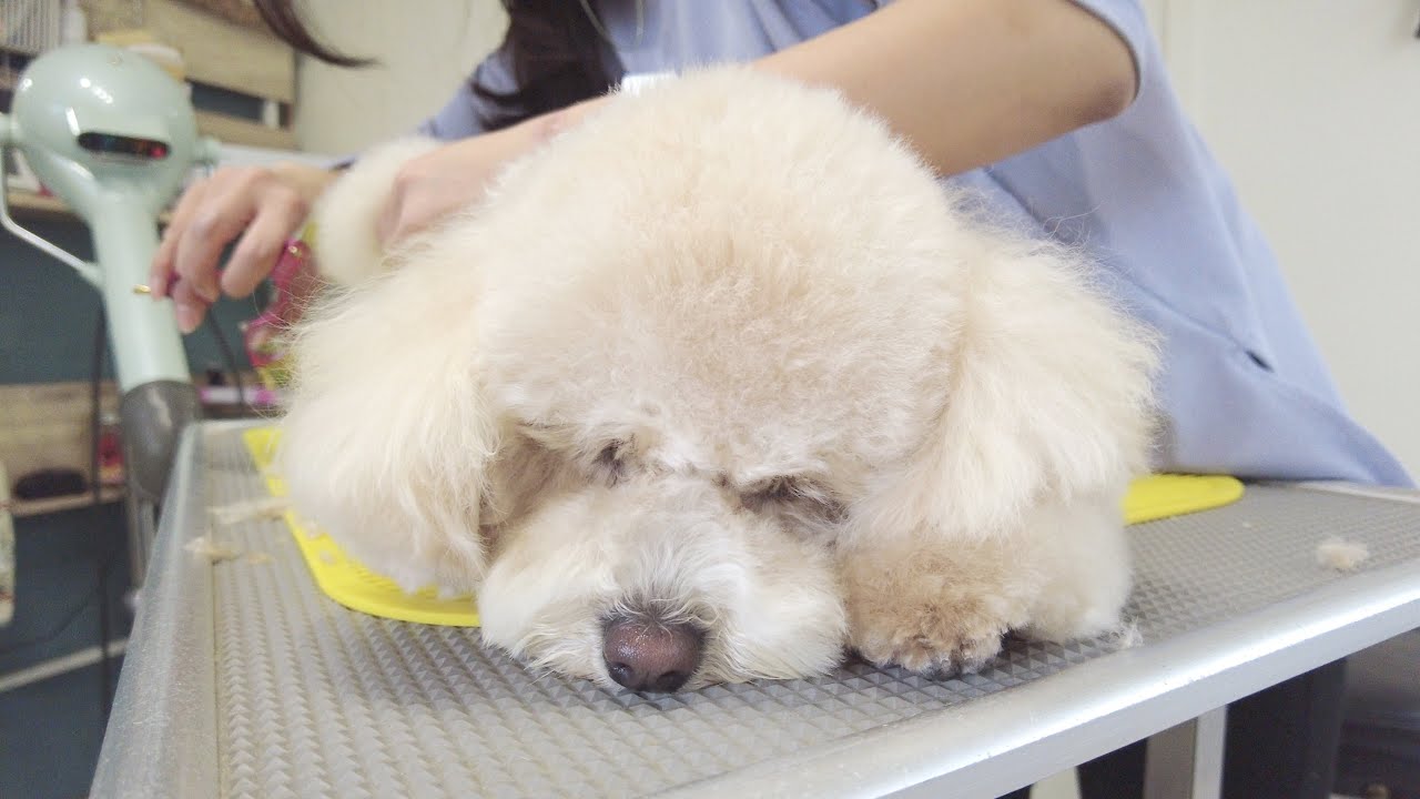 【初潜入】トリミングが気持ちよすぎてウトウトどころじゃなく爆睡する犬w【トイプードル】