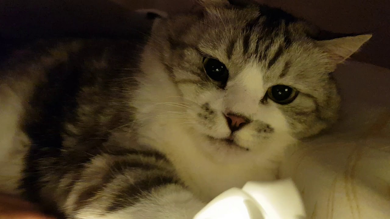 감성고양이 시리우스는 오늘도 행복해요!😍😍