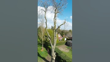 Ash removal. (The tree was removed due to Ganoderma). #arbortec #arborist #treework #chainsaw
