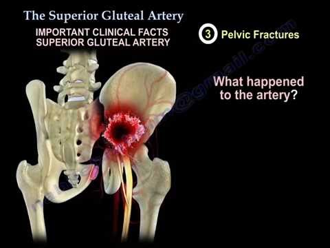 Video: Superior Gluteal Nervanatomi, Funktion Och Diagram - Kroppskartor