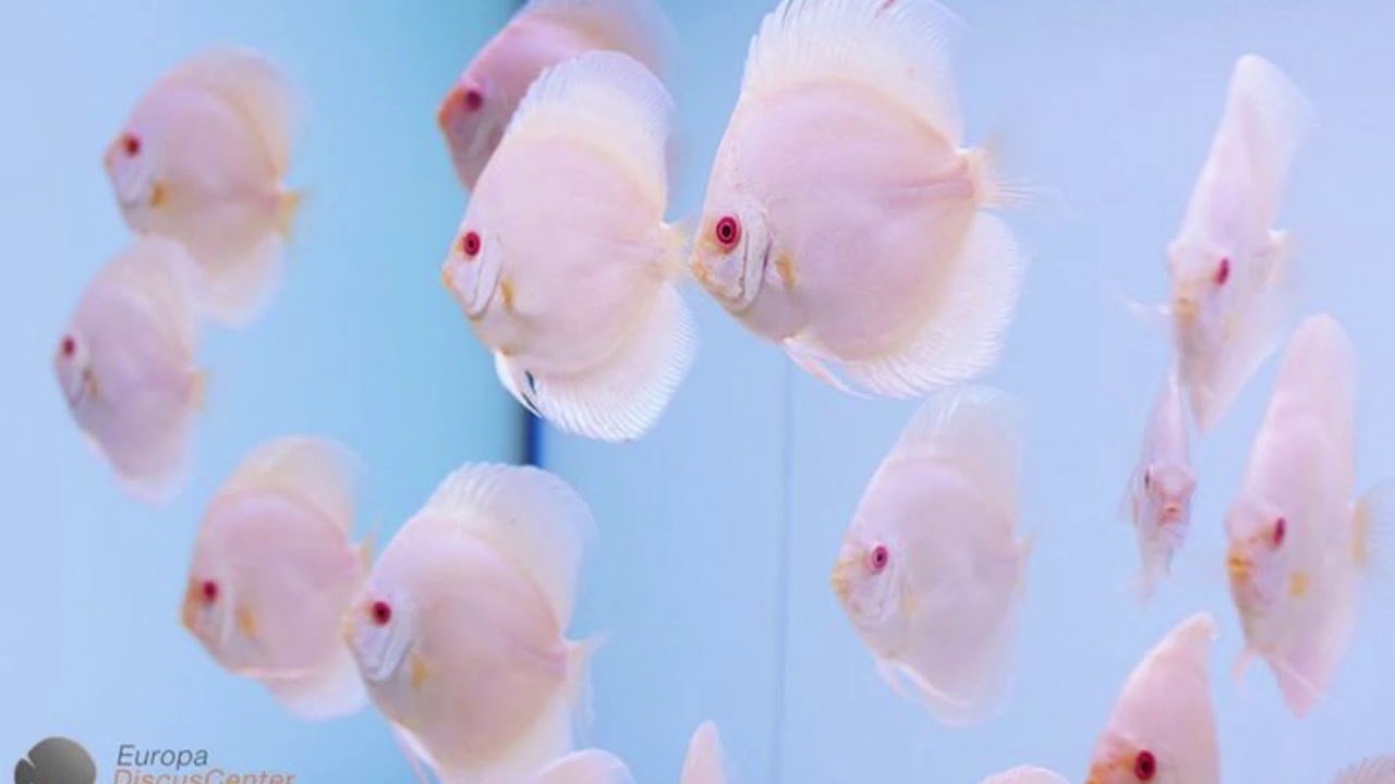 Discus Fish | Beautiful Varieties - YouTube
