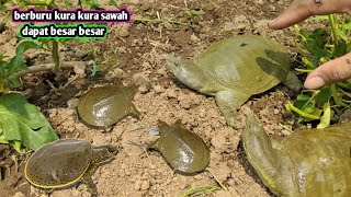BERBURU KURA KURA SAWAH PUNGGUNG LUNAK DAPAT BESAR
