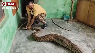 Una: Python Swallows Pet Dog in Dharun Village Profile