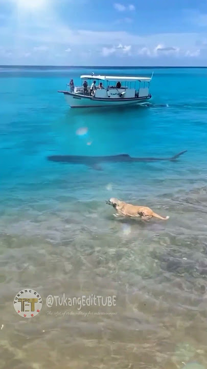 Anjing berenang bersama Hiu di pantai