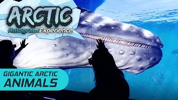 Arctic Experience at Hologram Zoo