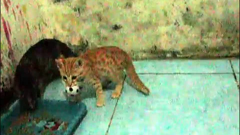 Watch the video about Blacan, Asian Leopard Cat F1