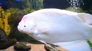 Giant Gourami Osphronemus Goramy