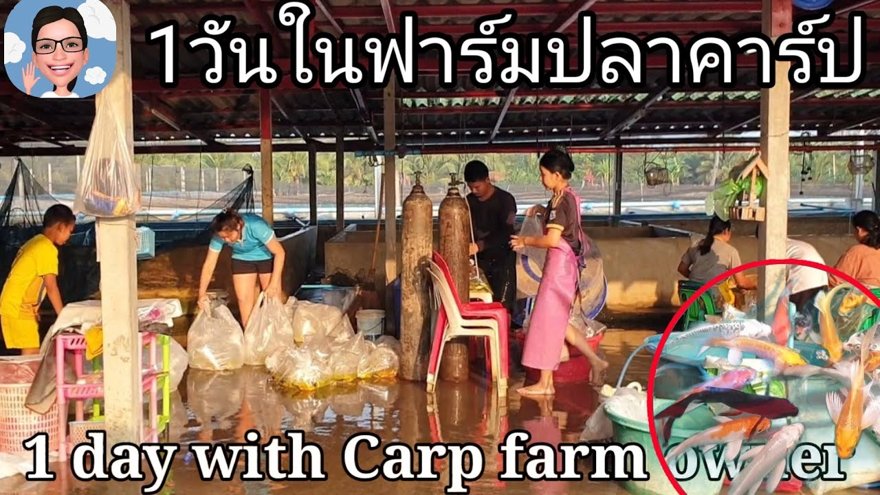หนึ่งวันตามติด ชีวิตปลาคาร์ปฟาร์มเมอร์  ทำไมเธอเก่งจัง#ป้าตุ้ยยูทูป
