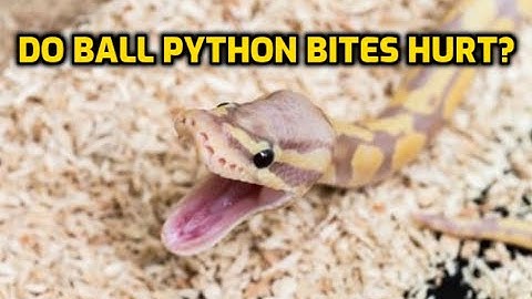 Do Ball Python Bites Hurt?