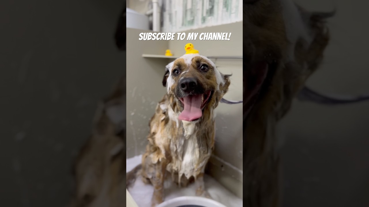 Eva needs to be brushed and trimmed,  because her coat is very soft and gets matted easily. #dogs