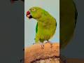 Metho Talkingparrot Metoo Shorts